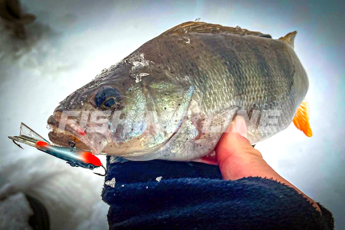 зимняя ловля окуня на балансир