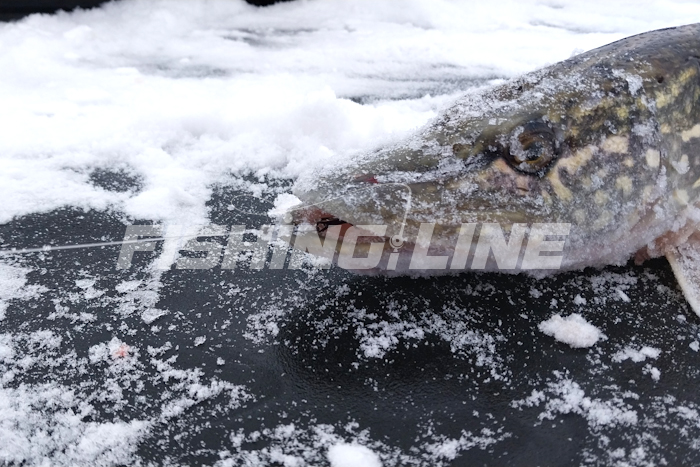 отводной поводок зимой