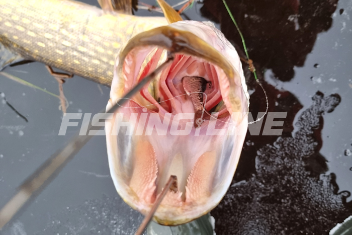 что лучше на жерлицу флюорокарбон или поводок