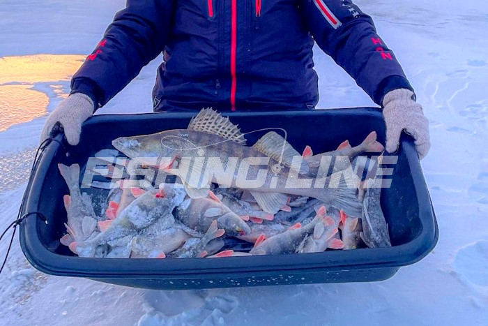 цвет приманки на окуня