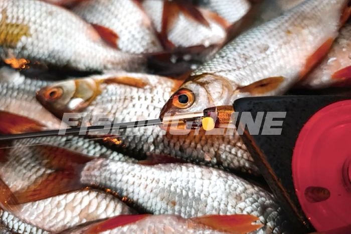 леска зимняя тонкая