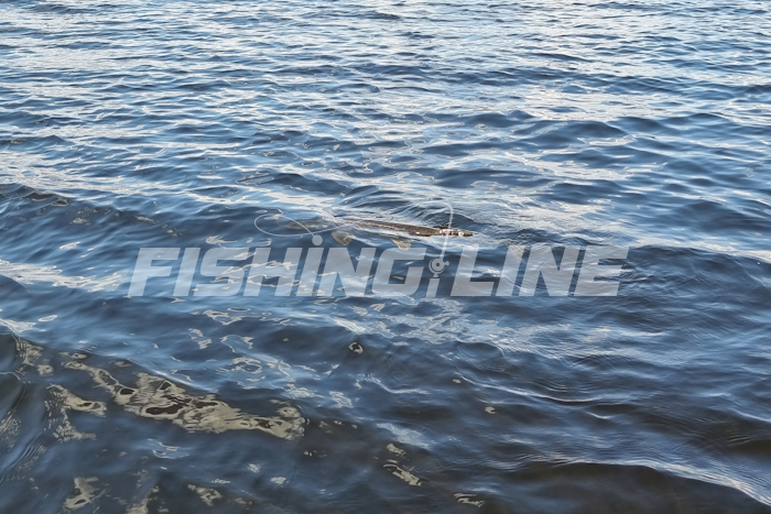 судак весной