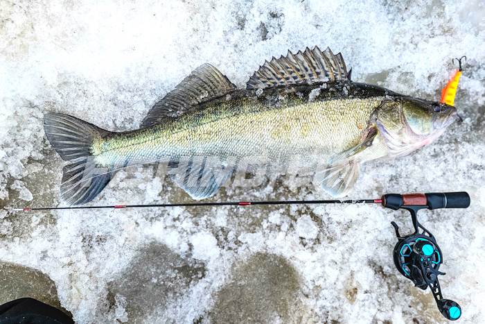 как ловить судака