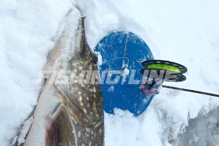 ярко зеленая леска