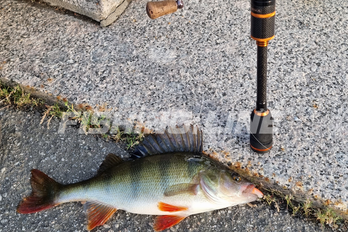 нерестовый запрет спиннинг