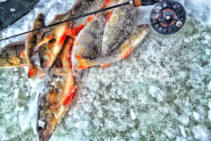 флюорокарбон зимой