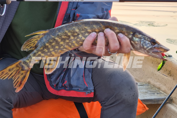 ловля щуки до нереста