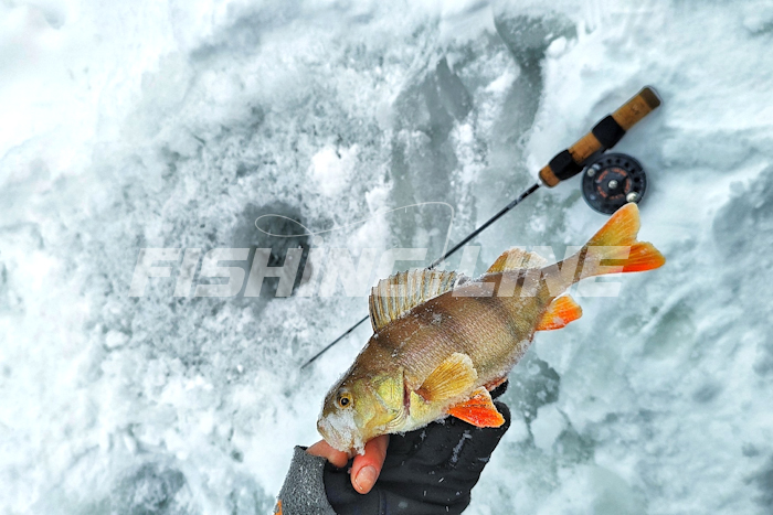 флюорокарбон для судака