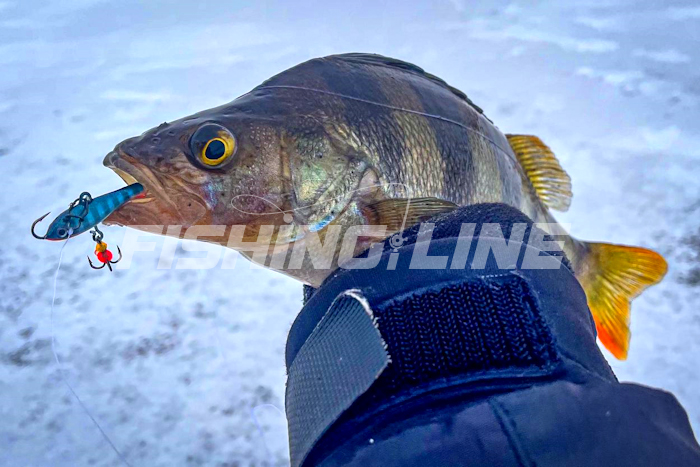 секреты ловли окуня зимой