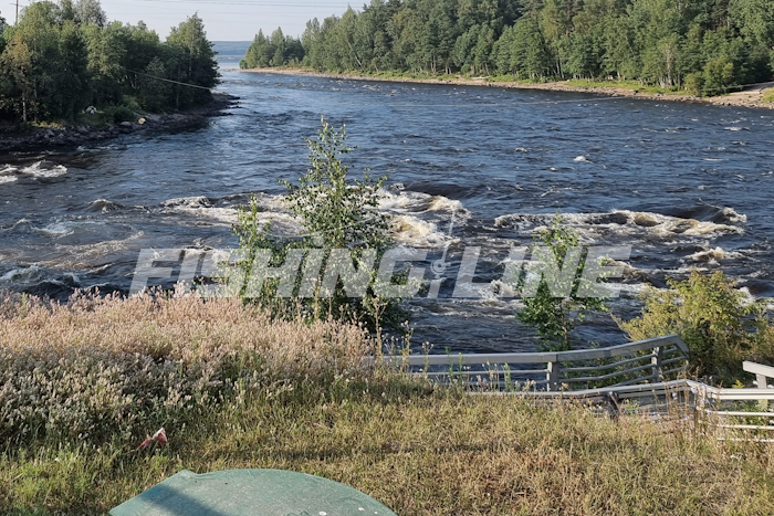 окунь весной