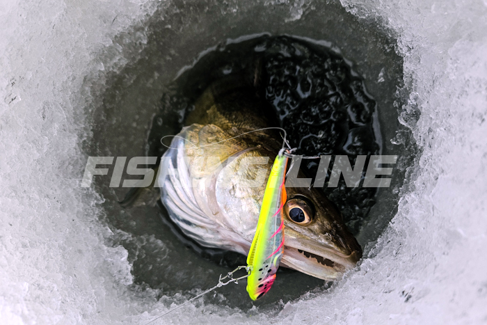 судак со льда